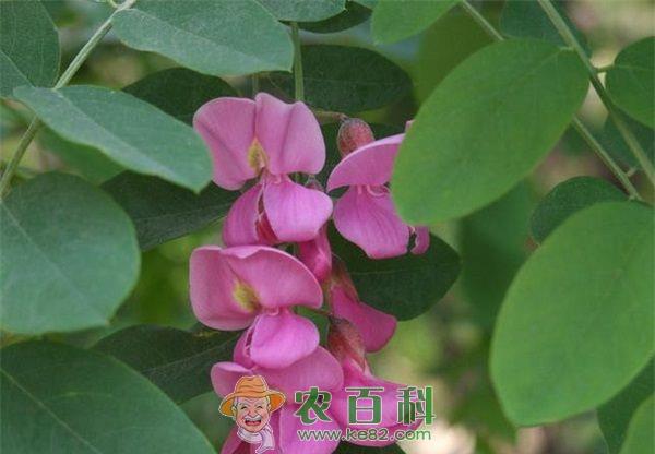 “香花槐”的繁育技术