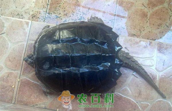 鳄龟 鳄龟可食用 不宜放生