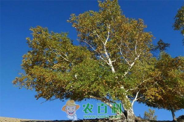 杨树种植的灌水技巧