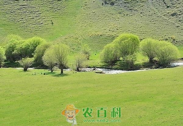 榆树介绍及分布