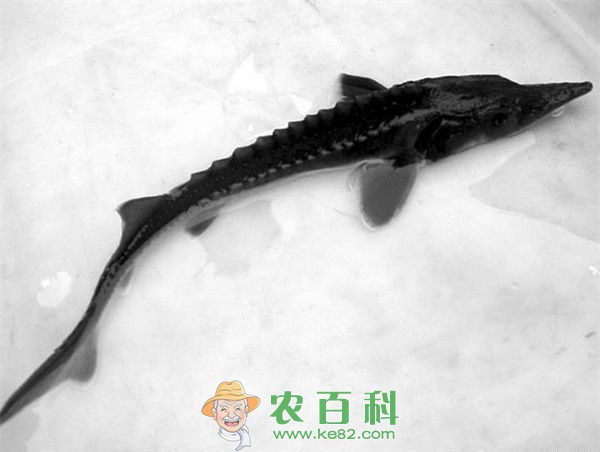 中华鲟 水库网箱养殖中华鲟