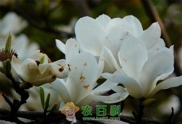 玉兰 玉兰花茶
