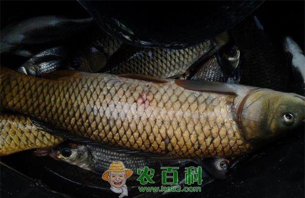 草鱼的高产技术