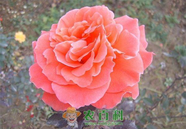 月季 春季大棚月季管理