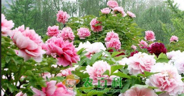 牡丹种植中的注意事项