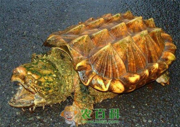 千元买神龟的男子不知是鳄龟 要放生被拦 土客网网 千元买神龟的男子不知是鳄龟 要放生被拦