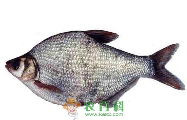 鳊鱼养殖--土客网网 鳊鱼养殖催产技术