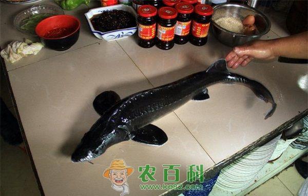 中华鲟系列网箱养殖