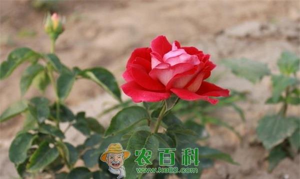 玫瑰 玫瑰田间管理措施