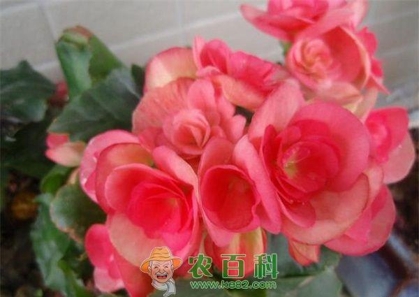 秋海棠的繁育与栽培