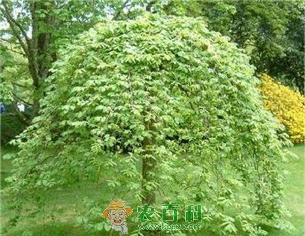 榆树 江边1护堤大榆树遭扒皮