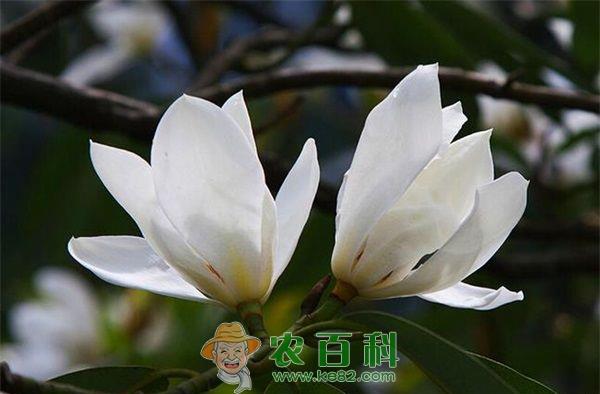 玉兰 漏斗叶玉兰将逐步推向市场