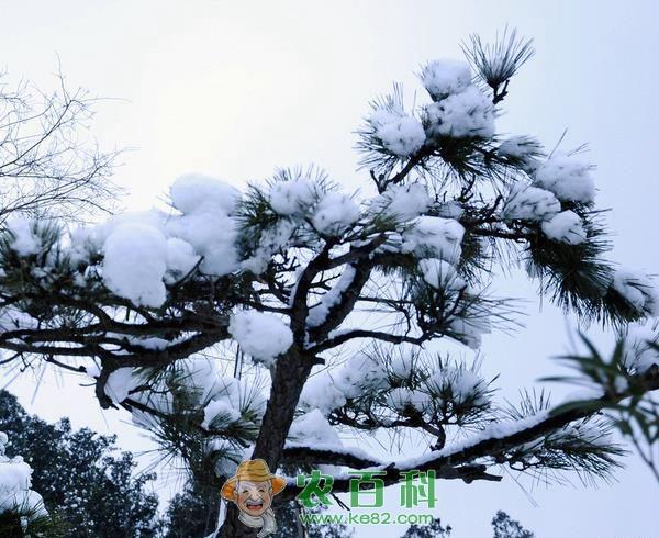 南京雪松 南京雪松