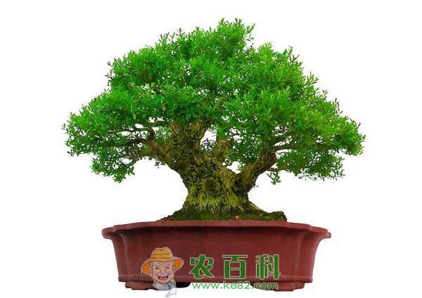 榆树盆景