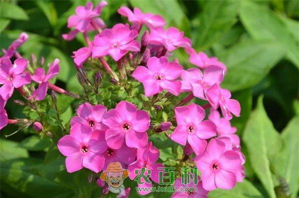 美女樱 美女樱的养殖方法