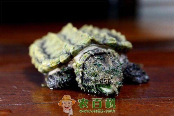 鳄龟 鳄龟养殖常见病之萎瘪病防治技术