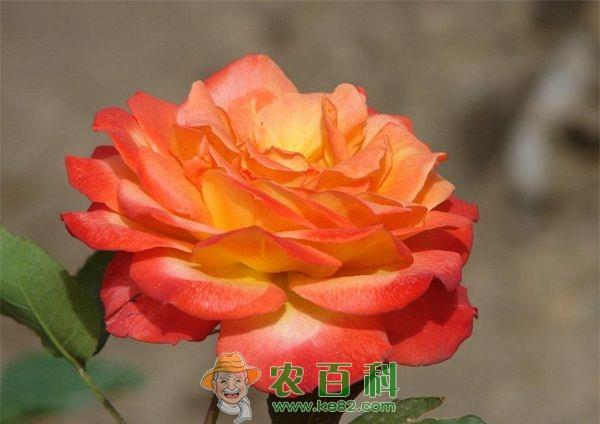 阳台月季品种推荐