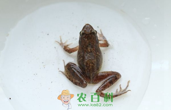 林蛙--土客网网 林蛙管理注意事项