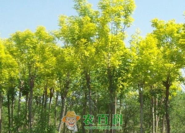 白蜡杆 白蜡杆