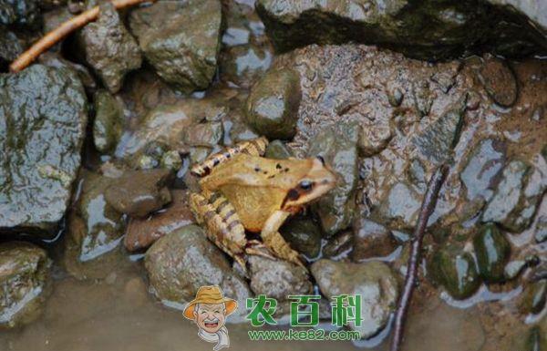 林蛙 珲春男子盗窃价值1万余元林蛙睡梦中被擒获