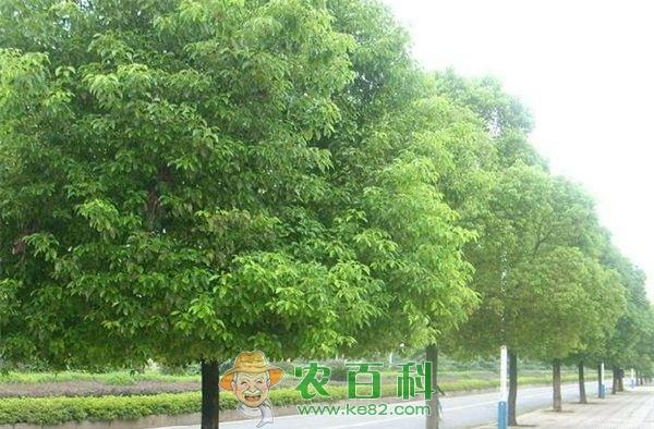 香樟的生长习性