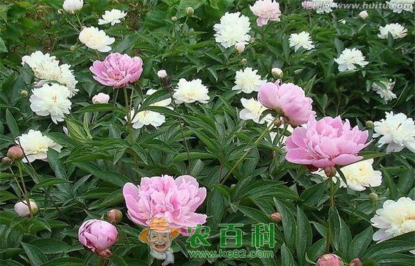 芍药病害防治 芍药灰霉病的防治方法