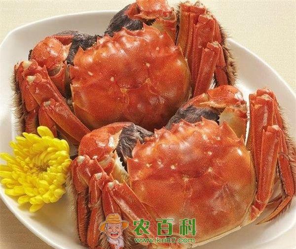 解毒不彻底导致大闸蟹苗溜边上网有伤亡的处理方法