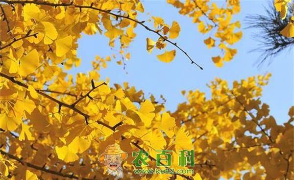 南丹农业示范区打造银杏园