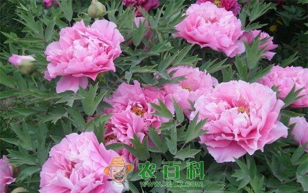 芍药 牡丹江:黑龙江最大的芍药花基地