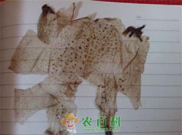 蟾蜍的药用价值