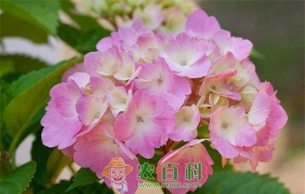 美女樱种植 美女樱种植的施肥技巧