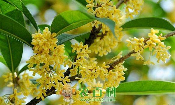 今秋桂花树销售量价齐跌