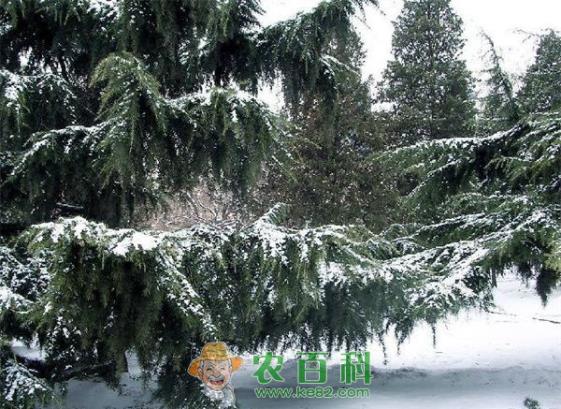 雪松 黎巴嫩雪松栽培技术