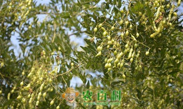 国槐的种子处理方法