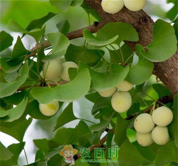 银杏 银杏树的生态价值