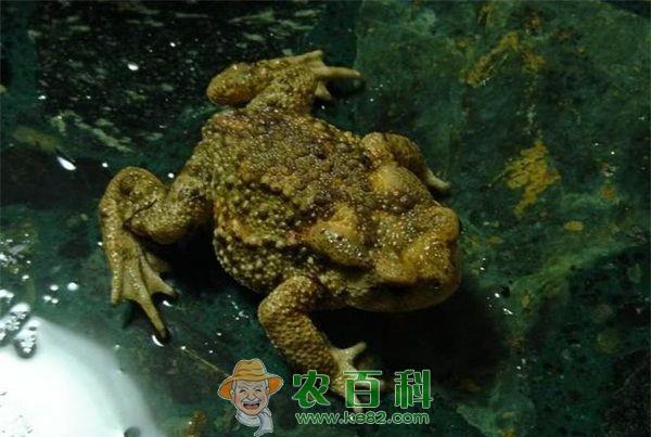 蟾蜍的药用价值