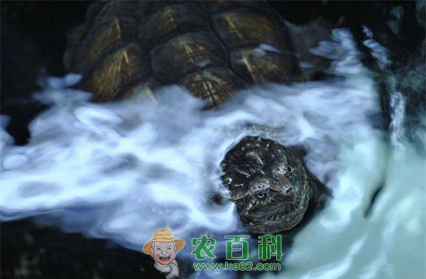 鳄龟养殖常见病肠胃疾病防治技术