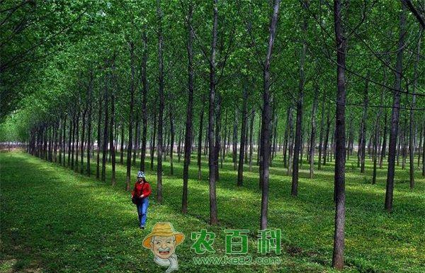 杨树花叶病毒的防治