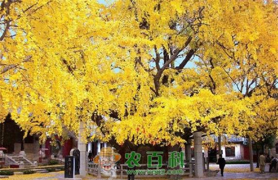 银杏 邳州:银杏成了农民的绿色银行