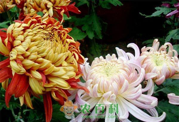 23日大观公园菊花将开展