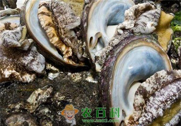 鲍鱼 鲍鱼的病害防治方法