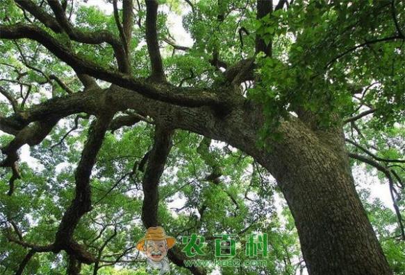 香樟 栾树与香樟树叶截然不同