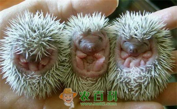 刺猬的正面 刺猬的正面