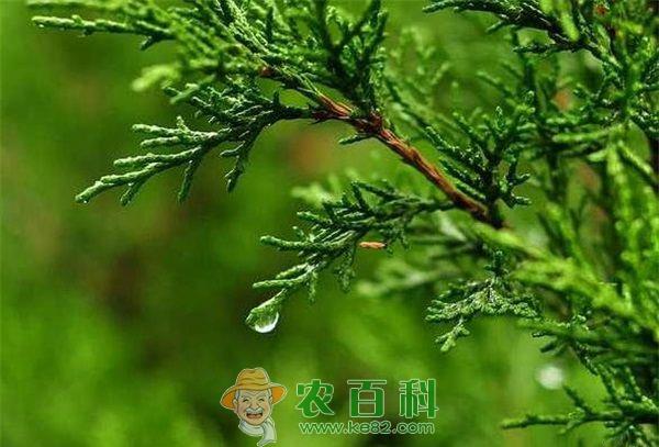 侧柏茎腐病的防治