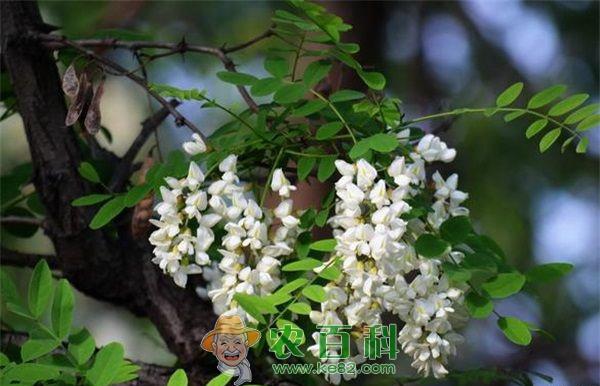 国槐 石家庄:市区国槐数达4.3万株