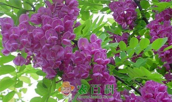 香花槐 香花槐