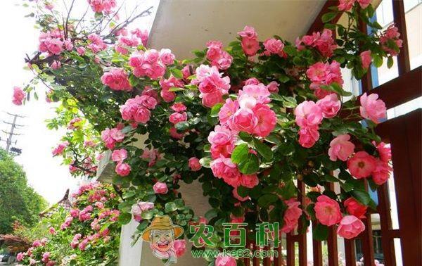 蔷薇 无棣成为“蔷薇花都”