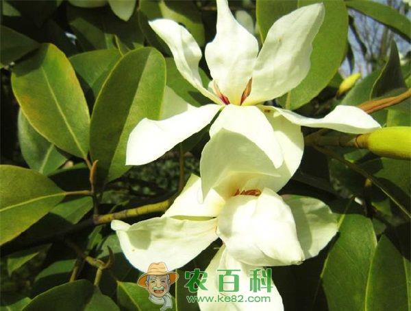 玉兰烟霉病 玉兰烟霉病的防治