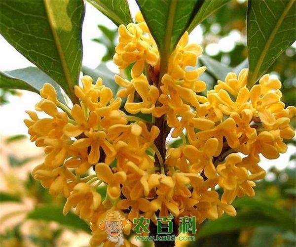 桂花树 桂花树的栽培管理