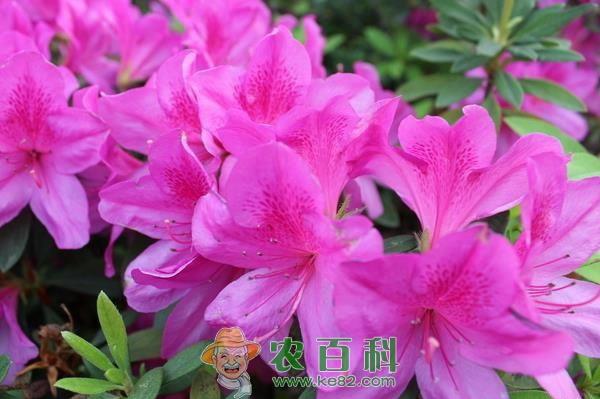 杜鹃花的养殖方法和注意事项 杜鹃花的养殖方法和注意事项